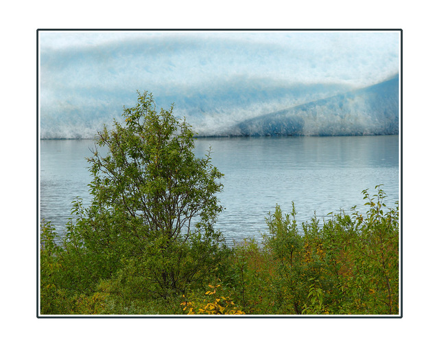 Tree and Ice Alaska and the Yukon