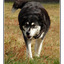 Yukon dog - Alaska and the Yukon