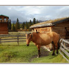 Yukon horse - Alaska and the Yukon