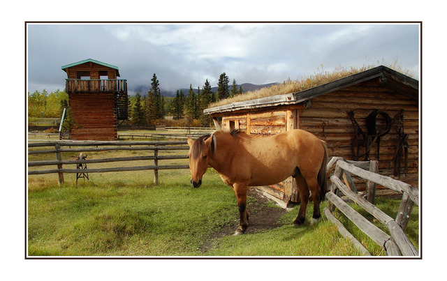 Yukon horse Alaska and the Yukon