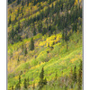 Yukon trees - Alaska and the Yukon