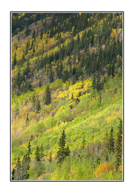 Yukon trees Alaska and the Yukon