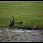 DSC 3462-border - Nature calls