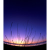 grass fisheye - 35mm photos