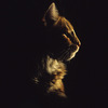 cat profile - 35mm photos