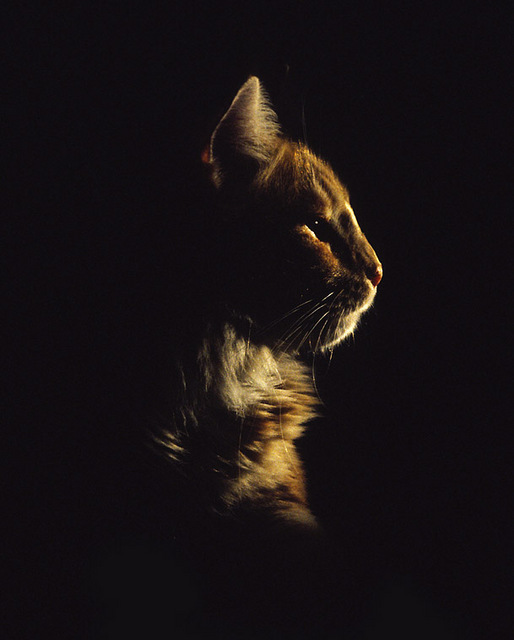 cat profile 35mm photos