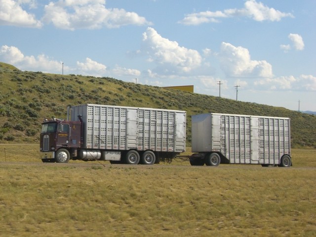 CIMG1095 Trucks