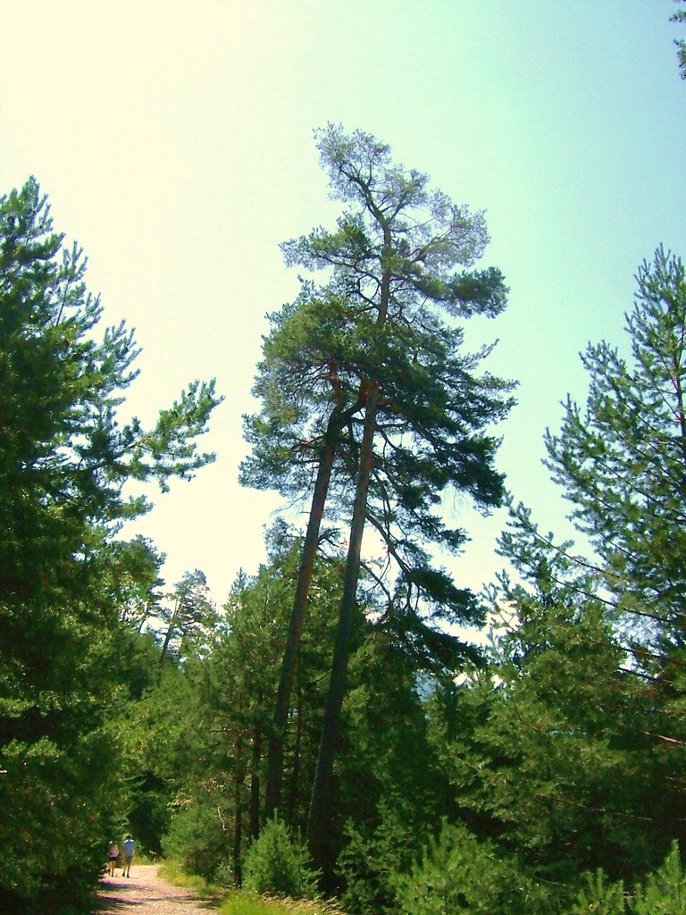 Chemin de fontenil - 