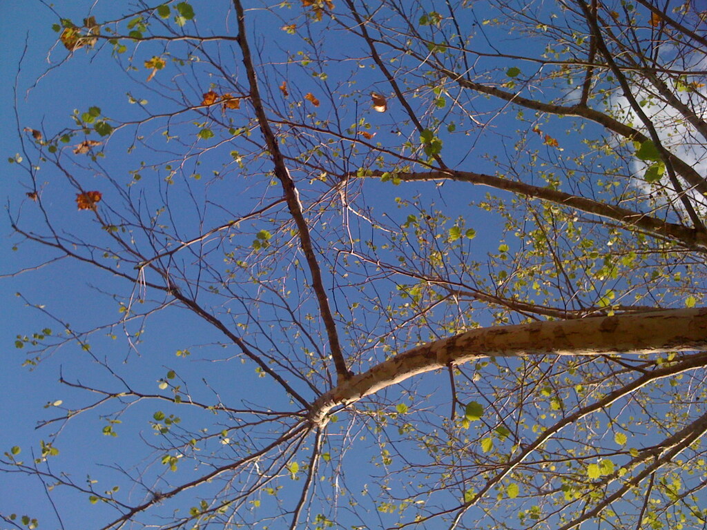 IMG 0370 iPhonw