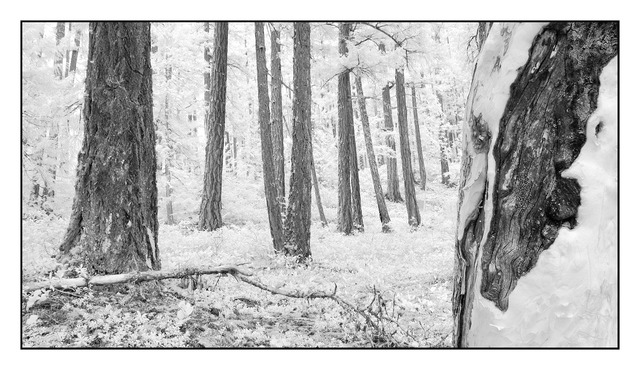 LittleQualicumFalls trees pano Infrared photography