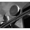 bird upon old car - Black & White and Sepia