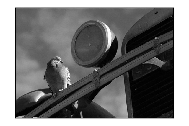 bird upon old car Black & White and Sepia