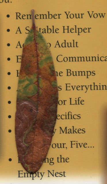 Masterpiece Leaf past its prime Picture Box