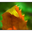 Lerwick Leaf colors - Close-Up Photography