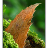 Lerwick Leaf - Close-Up Photography