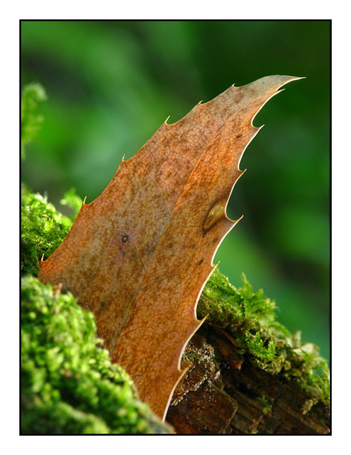 Lerwick Leaf Close-Up Photography