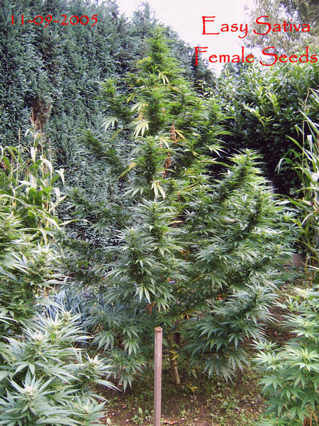 7507Easy Sativa-med - 