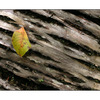 leaf on bark - Close-Up Photography