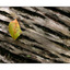 leaf on bark - Close-Up Photography