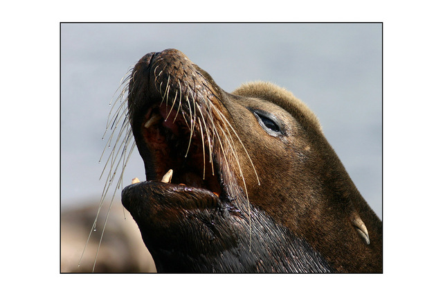 sealion 02 Wildlife