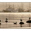 Gulls and Boats - Comox Valley