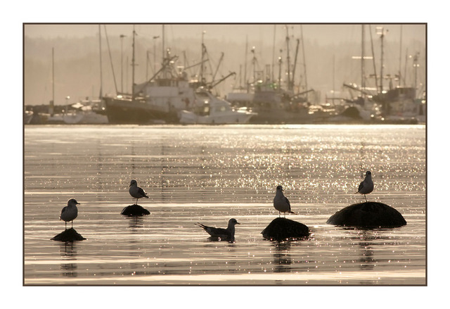 Gulls and Boats Comox Valley