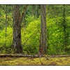 Forest Pano - Panorama Images