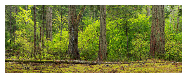 Forest Pano Panorama Images