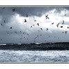 seagulls2 - 35mm photos