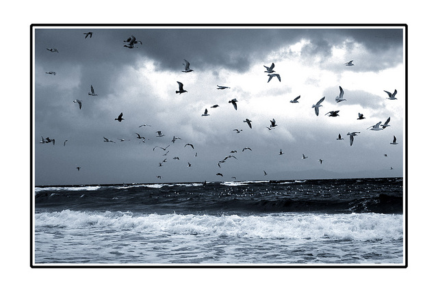 seagulls2 35mm photos
