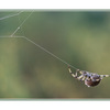 spider2 - 35mm photos