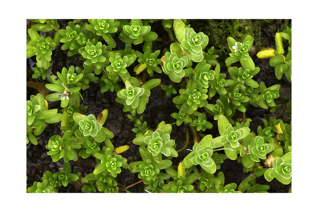 looking down on water plants Close-Up Photography