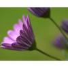 purple flower - Close-Up Photography