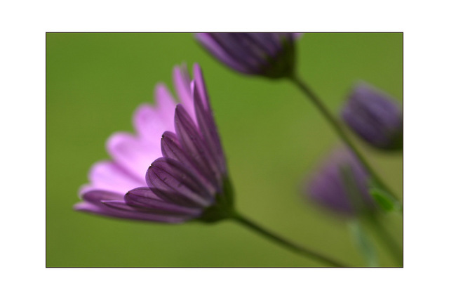 purple flower Close-Up Photography