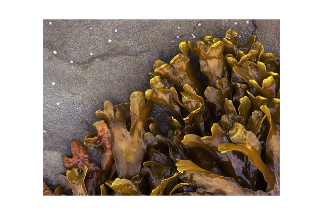 seaweed and stars Nature Images