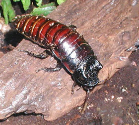 280px-Madagascan.hissing.cockroach.750pix Augustus 2008