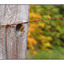 Old Fence Pano - Nature Images