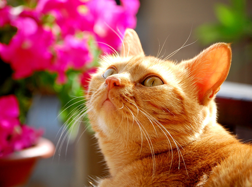 mi sembra di vedre un uccellino - 