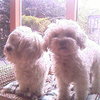 Cindy en Whitney 17-10-07 2 - In huis 2006