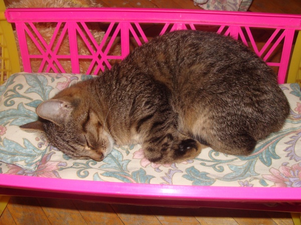 337753364ad27155845bc511064c088c 600 - 