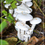 mushrooms - Arno's Album