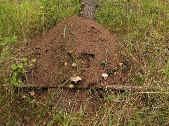 akansieni1 Finse natuur volgens bever