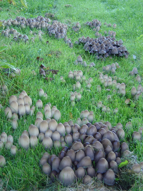 harmaamustesieni Finse natuur volgens bever