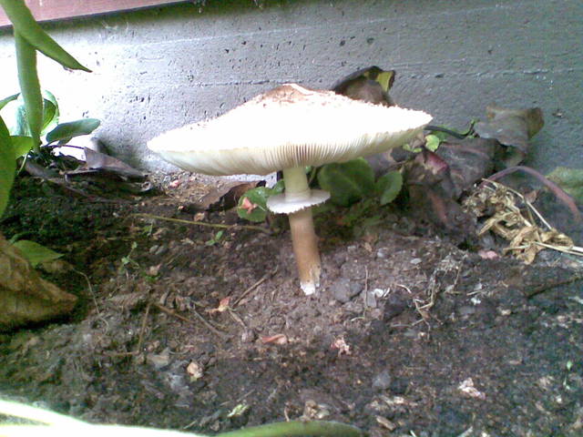 28092007 Finse Tuinen