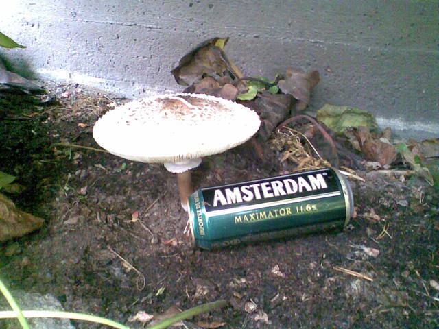 28092007 001 Finse Tuinen