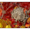 Backyard Hornet nest - Nature Images