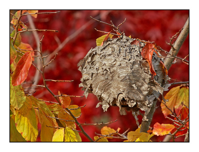 Backyard Hornet nest Nature Images