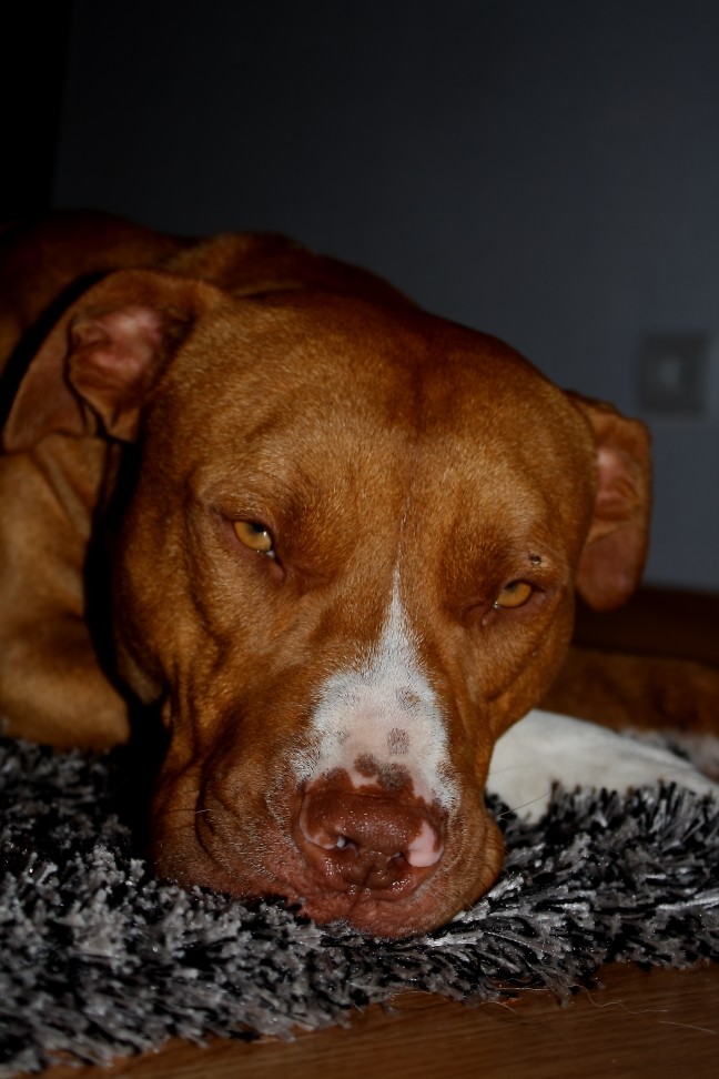 pituxinho (648 x 972) - 