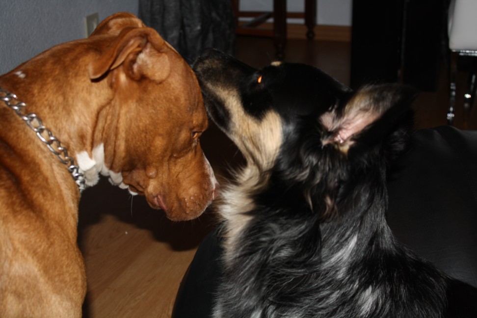 IMG 1254 (972 x 648) - 