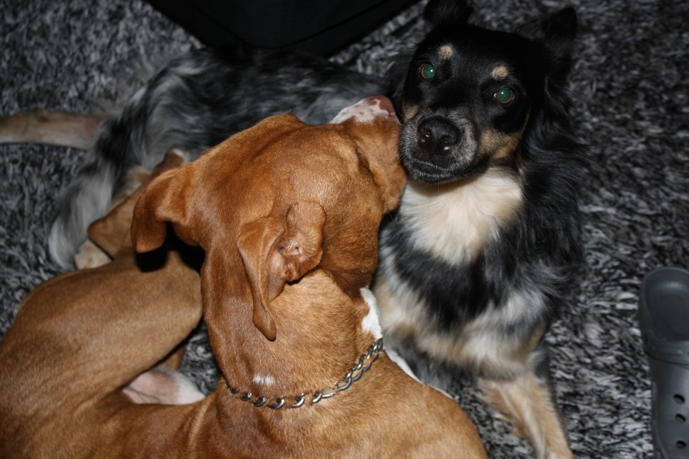 IMG 1227 (972 x 648) - 